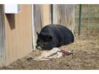 Adopt Panda a Pot Bellied