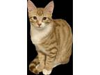 Adopt Garvey a Orange or Red Domestic Shorthair / Domestic Shorthair / Mixed cat