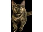Adopt Nessa a All Black Domestic Shorthair / Domestic Shorthair / Mixed cat in