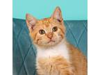 Adopt Children At Play a Orange or Red American Shorthair / Mixed cat in