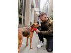 Adopt Dragonfly a Brown/Chocolate Rhodesian Ridgeback dog in New York