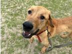 Adopt River a Brown/Chocolate Labrador Retriever / Great Dane / Mixed dog in