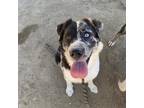 Adopt Poptie a Black Australian Shepherd / Mixed dog in Lompoc, CA (35996783)