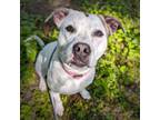 Adopt Blanca (mcas) a Pit Bull Terrier