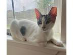 Adopt Natalie a Calico or Dilute Calico Domestic Shorthair (short coat) cat in