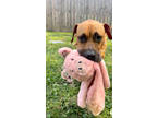 Adopt Serena Williams a Tan/Yellow/Fawn Mixed Breed (Large) / Mixed dog in