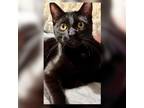 Adopt Hallow a All Black Domestic Shorthair (short coat) cat in Santa Ana