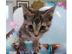 Adopt Doodle a Brown or Chocolate Domestic Shorthair / Domestic Shorthair /