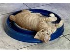 Adopt Constantine a Orange or Red Tabby Domestic Shorthair (short coat) cat in