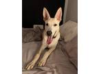 Adopt Rex a Tan/Yellow/Fawn German Shepherd Dog / Shepherd (Unknown Type) /