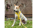 Adopt Banjo a White Hound (Unknown Type) / Mixed dog in Lihue, HI (38241968)