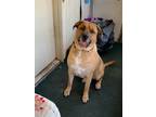 Adopt Kobe a Tan/Yellow/Fawn Labrador Retriever / Mixed dog in San Dimas