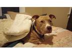 Adopt Perseus (foster) a Brown/Chocolate American Pit Bull Terrier / Mixed dog