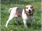 Adopt Buddy (Neutered) a Tricolor (Tan/Brown & Black & White) Beagle / Mixed dog