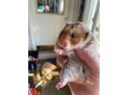Adopt Maude: pending a Hamster