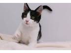 Adopt Cloyd a All Black Domestic Shorthair / Domestic Shorthair / Mixed cat in