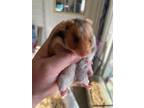 Adopt Rosie: pending!! a Hamster