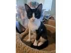 Adopt Olive a Black & White or Tuxedo Domestic Shorthair (short coat) cat in