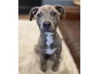 Adopt Dottie Hinson a Gray/Blue/Silver/Salt & Pepper American Pit Bull Terrier /
