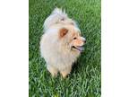 Adopt Sumo a Tan/Yellow/Fawn Chow Chow / Mixed dog in Houston, TX (38299274)