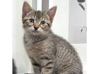 Adopt Trina a Brown Tabby Domestic Shorthair (short coat) cat in Mississauga
