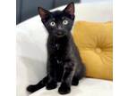 Adopt Bryon a All Black Domestic Shorthair (short coat) cat in Mississauga