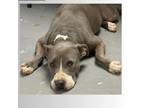 Adopt Sunshine a Gray/Silver/Salt & Pepper - with Black American Staffordshire