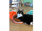 Adopt Mrs. Beasley a All Black Domestic Shorthair / Domestic Shorthair / Mixed