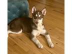 Adopt Xinobi a Siberian Husky