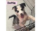 Adopt Dottie a Siberian Husky