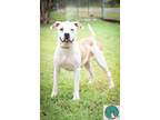 Adopt Chyna a White Boxer / Mixed dog in Walterboro, SC (38418946)