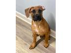 Adopt Mac a Red/Golden/Orange/Chestnut - with Black Hound (Unknown Type) dog in