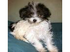 Adopt Romeo a White - with Black Morkie / Mixed dog in Redding, CA (38379233)