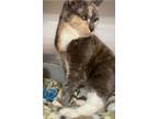 Adopt Smores a Domestic Short Hair, Dilute Tortoiseshell