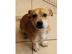 Adopt Waffles a Tan/Yellow/Fawn - with White Basset Hound / Pit Bull Terrier /