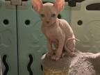 Beautiful Boy Sphynx Kitten