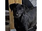 Adopt Mary Jane a Black Labrador Retriever, Rat Terrier