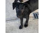Adopt Cotton Candy a Black Labrador Retriever, Beagle