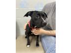 Adopt Amira a Black Terrier (Unknown Type, Small) / Mixed dog in Baton Rouge