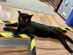 Adopt Radio a All Black Domestic Shorthair (short coat) cat in Kalamazoo