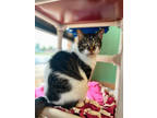 Adopt Marcel a White Domestic Shorthair / Domestic Shorthair / Mixed cat in Fort