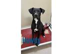 Adopt Howdy 27156 a Black Labrador Retriever dog in Joplin, MO (38432275)