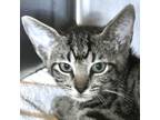 Adopt Hedgehog a Gray or Blue Domestic Shorthair / Domestic Shorthair / Mixed