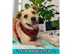 Adopt Frida a Labrador Retriever, Mixed Breed