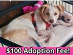 Adopt Fiona a Labrador Retriever, Mixed Breed