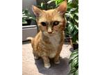 Adopt Sophie a Domestic Short Hair