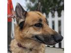 Adopt JULIO a Black German Shepherd Dog / Mixed dog in Huntington Beach