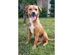 Adopt HATTIE a Golden Retriever, Staffordshire Bull Terrier