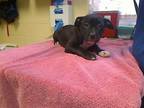 Adopt CINNAMON a Plott Hound, Pit Bull Terrier