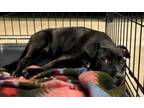Adopt PEPPERMINT a Plott Hound, Pit Bull Terrier